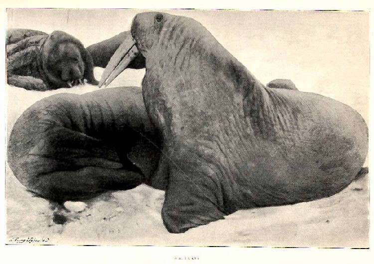 Image of pinniped