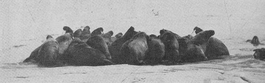 Image of pinniped