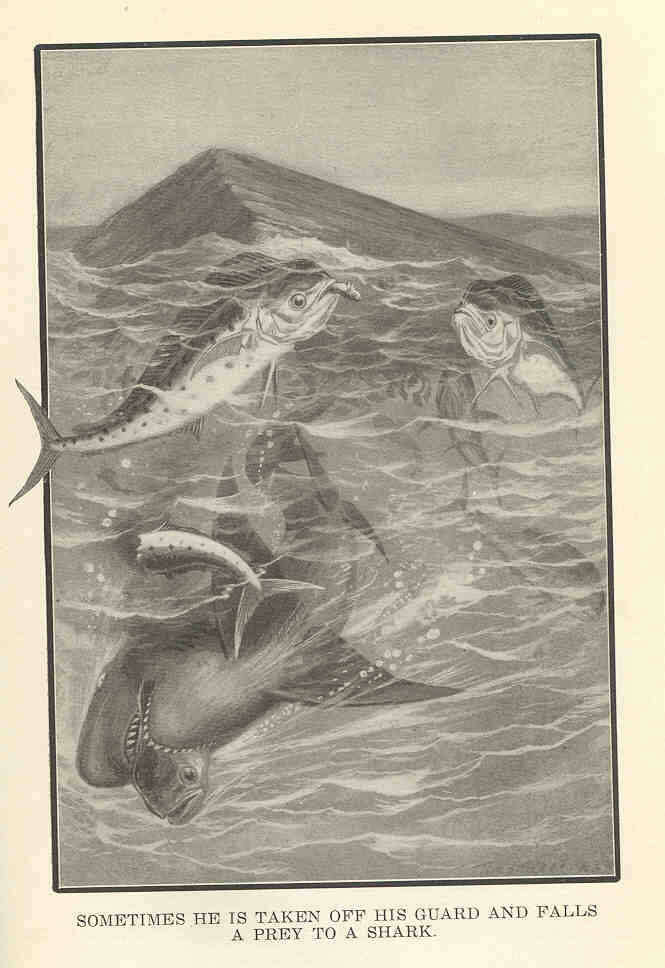 Image of whales and dolphins