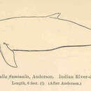 Слика од Orcaella brevirostris (Owen ex Gray 1866)