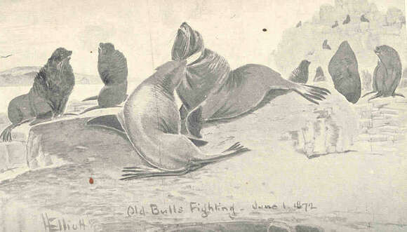 Image of pinniped