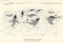 Image of pinniped