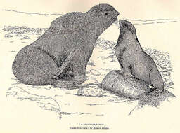 Image of pinniped