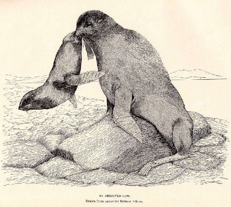 Image of pinniped