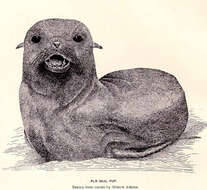 Image of pinniped