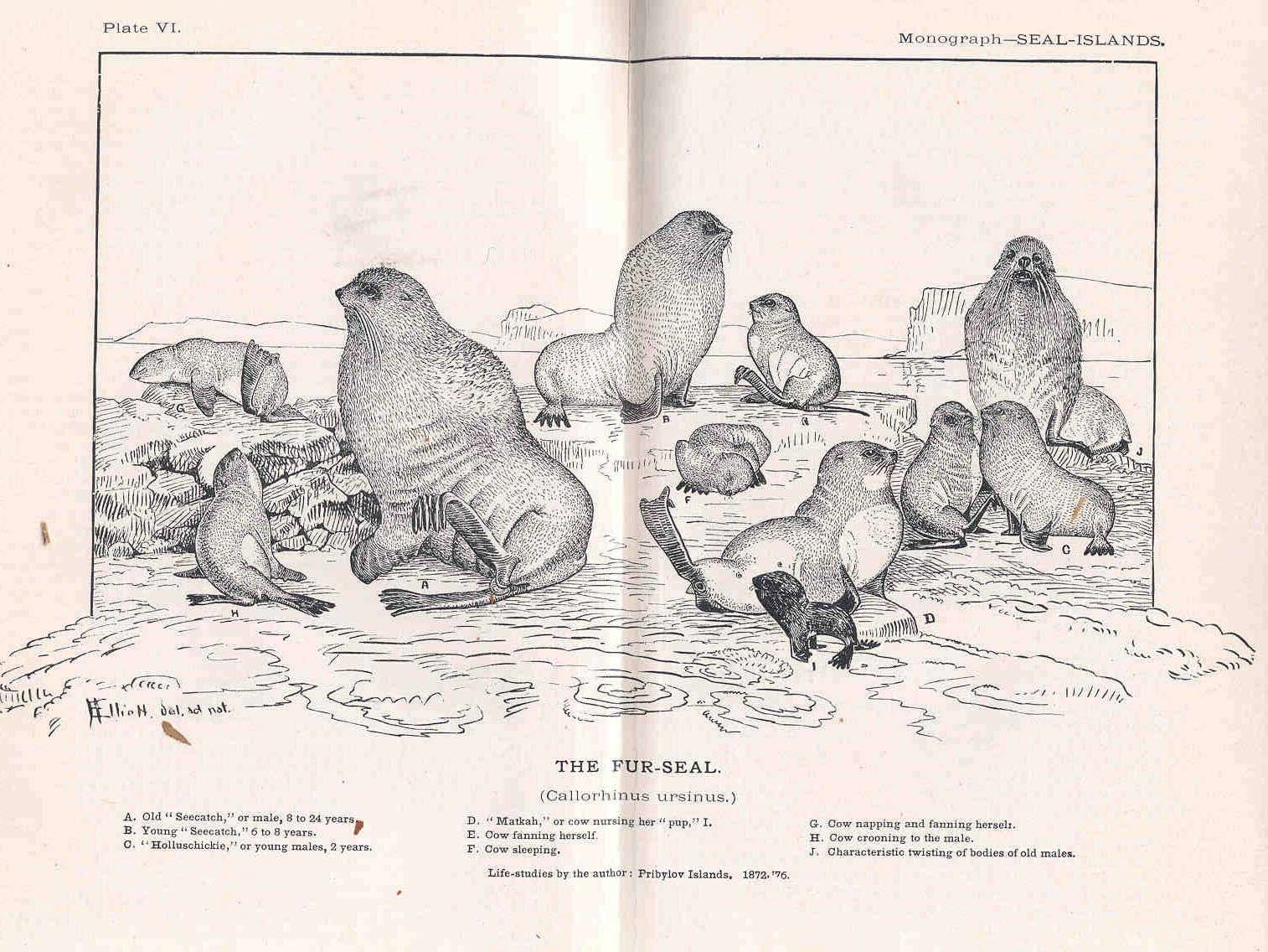 Image of pinniped