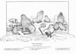 Image of pinniped