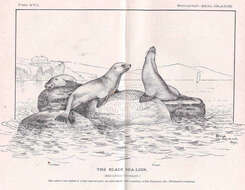 Image of pinniped