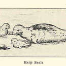 Image of Harp Seal