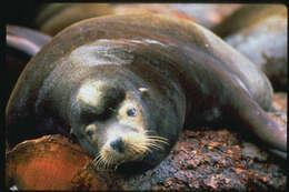 Image of pinniped