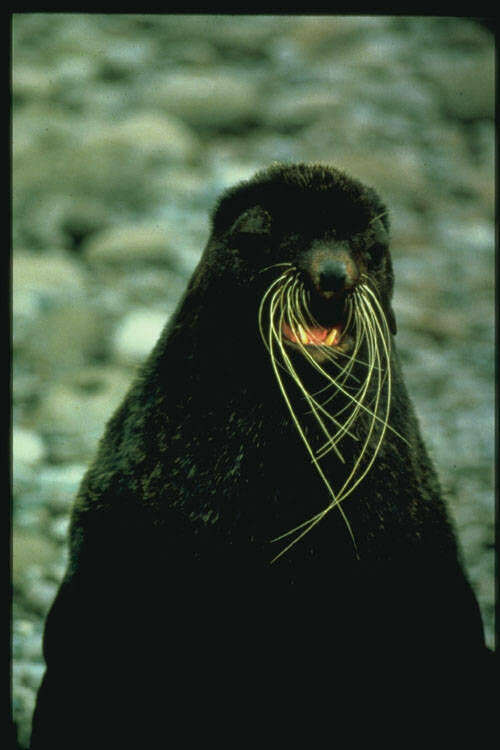 Image of pinniped