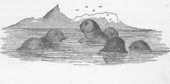 Image of pinniped