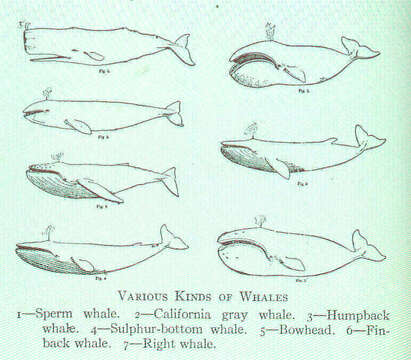 Image of sperm whales