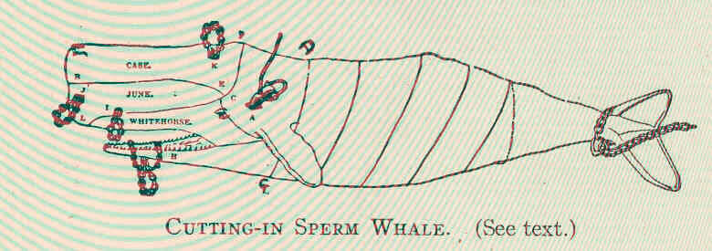 Image of sperm whales