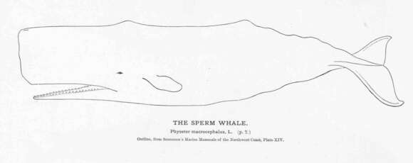 Image of sperm whales