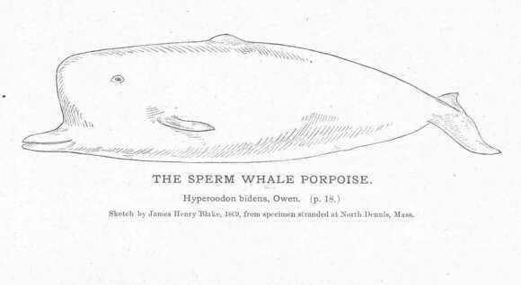 Image of sperm whales