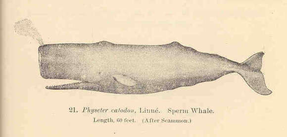 Image of sperm whales