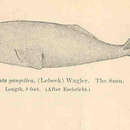 Image of Platanista Wagler 1830