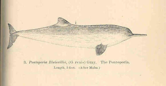 Sivun Iniidae Gray 1846 kuva