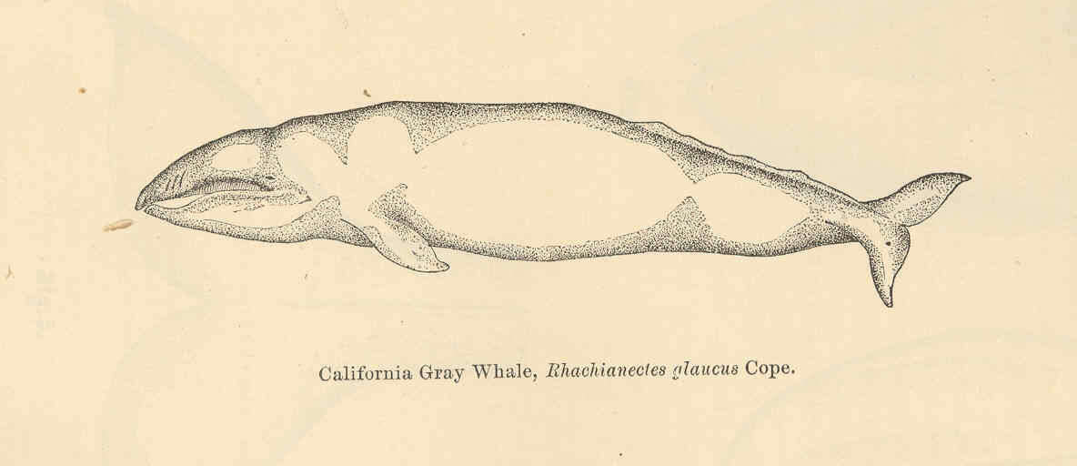 Image of baleen whales