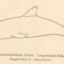 Image of Rough-toothed Dolphin