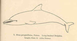 Image of dolphins, killer whales, pilot whales, and relatives
