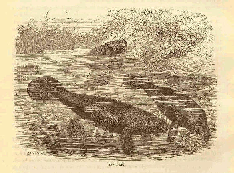Image of manatees