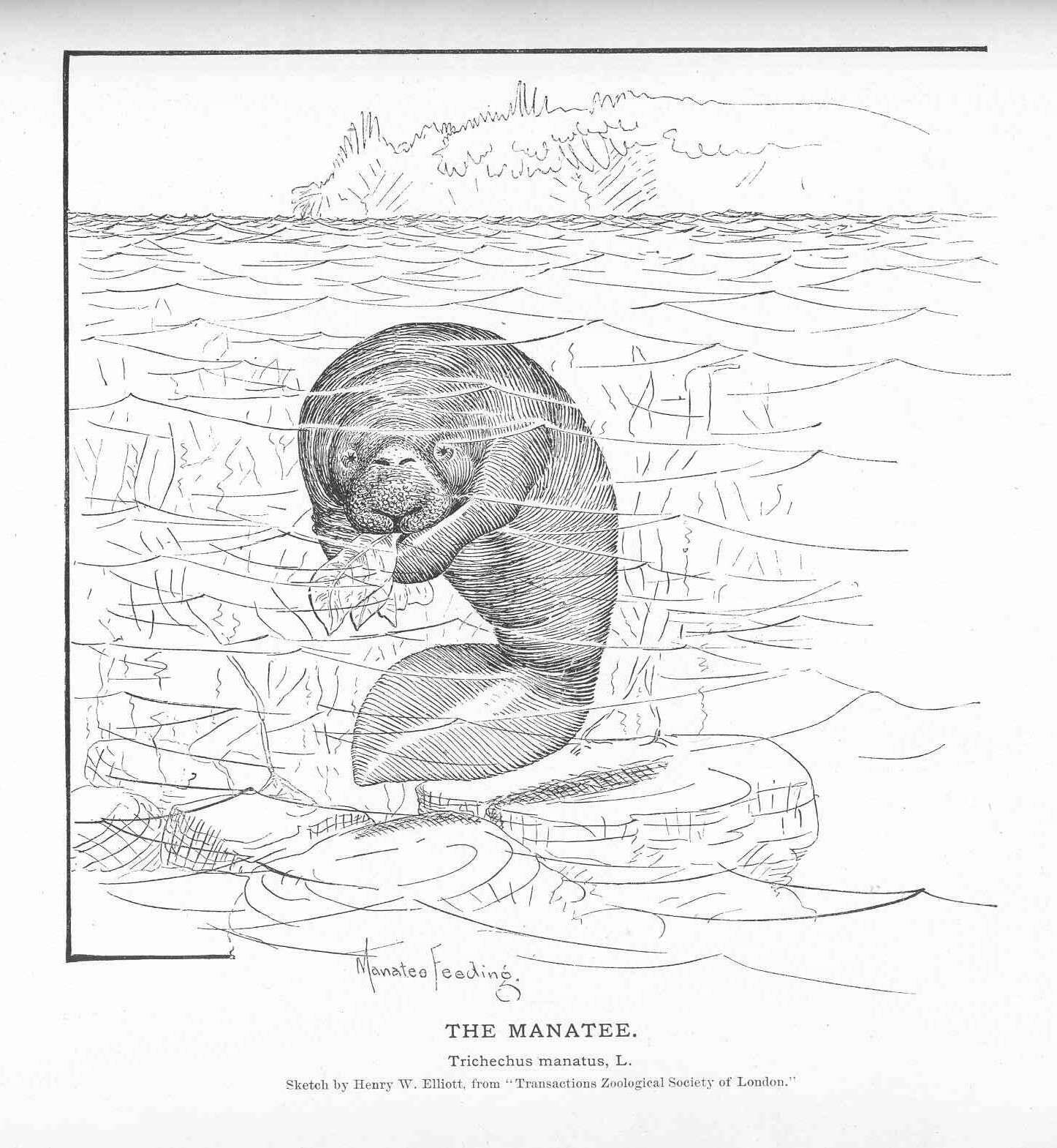 Image of manatees