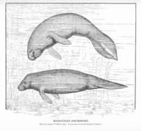 Image of manatees