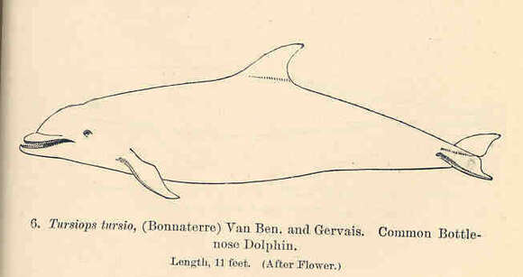 Imagem de Tursiops Gervais 1855