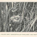 Слика од Acrocephalus familiaris (Rothschild 1892)