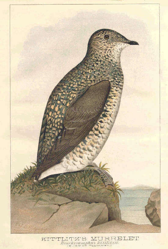 Image of Brachyramphus Brandt & JF 1837
