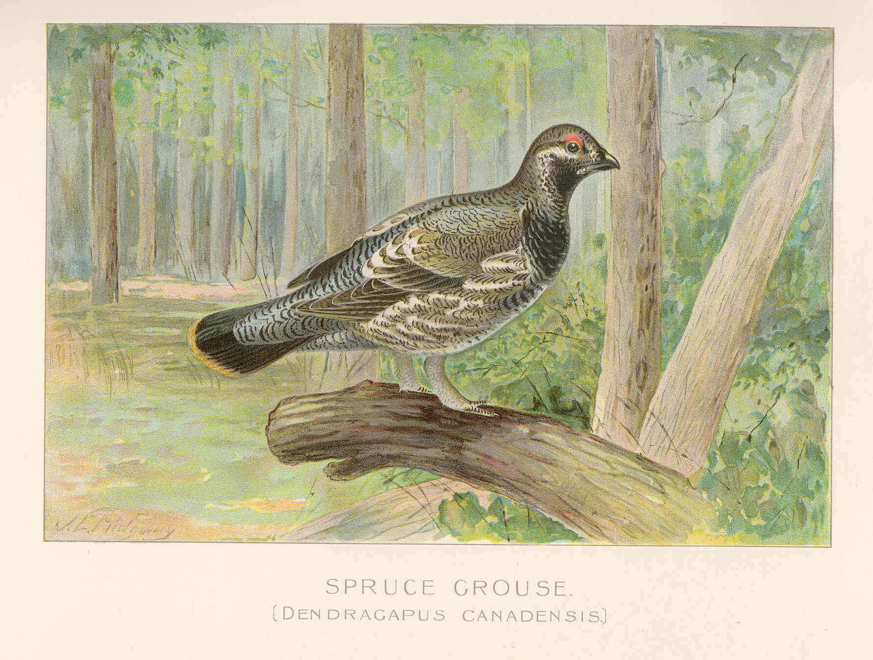 Image of Falcipennis Elliot & DG 1864