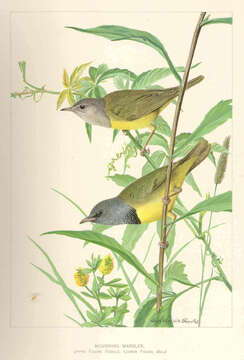 Image of <i>Geothlypis philadelphia</i> (A. Wilson 1810)