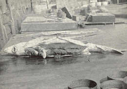 Image of sturgeons