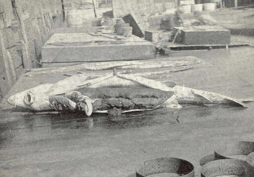 Image of sturgeons