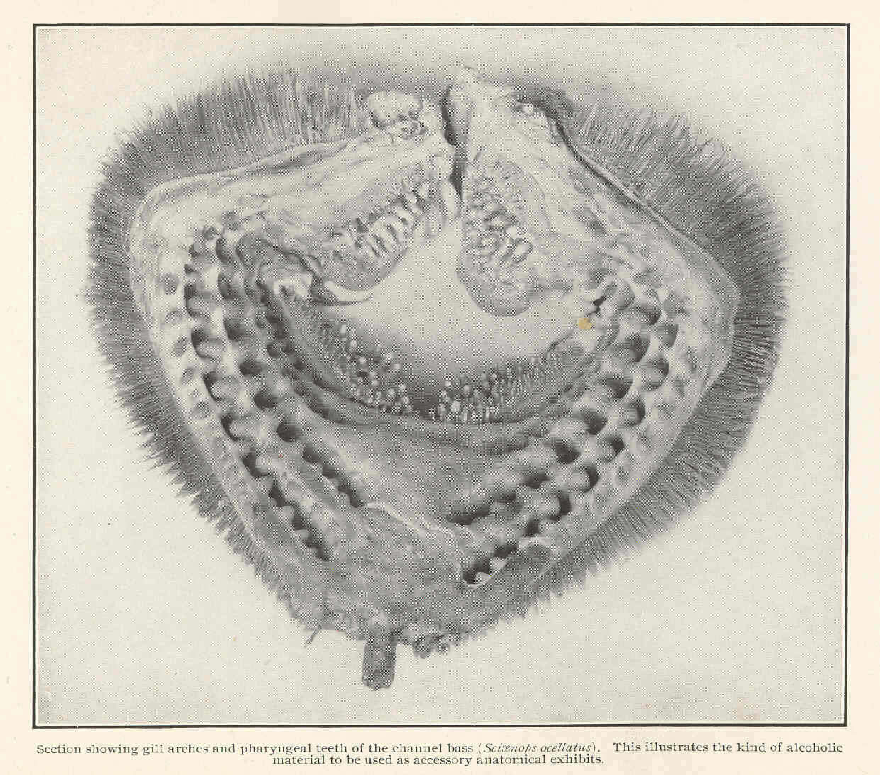 Sivun Sciaenops kuva