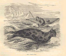 Image of Cystophora Nilsson 1820