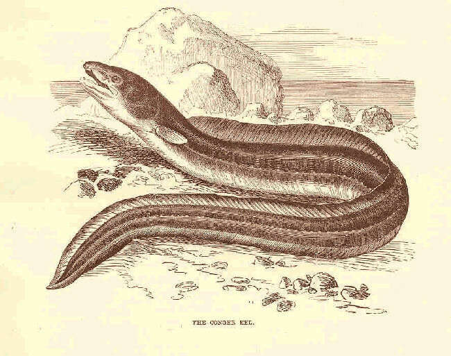 Image of true eels