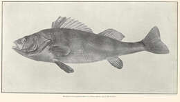 Image of perch