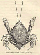 Слика од Corystoidea Samouelle 1819