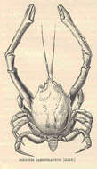 Image of Corystoidea Samouelle 1819