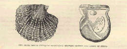 Image de Pterioidea Gray 1847