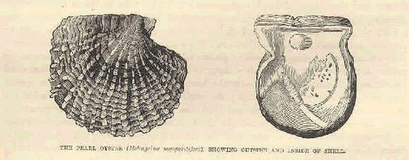 Image of Pterioidea Gray 1847