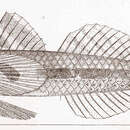 Слика од Aboma etheostoma Jordan & Starks 1895