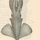 Image of Abraliopsis