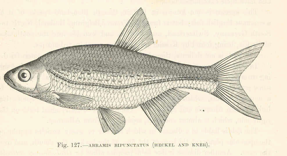 Image of Alburnoides