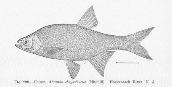 Image of Notemigonus