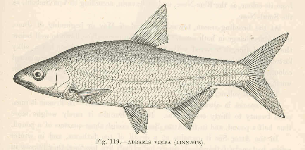 Image of Vimba