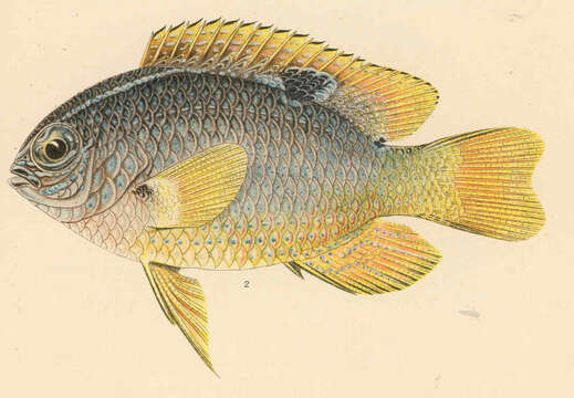 Image of Sergeant Fish